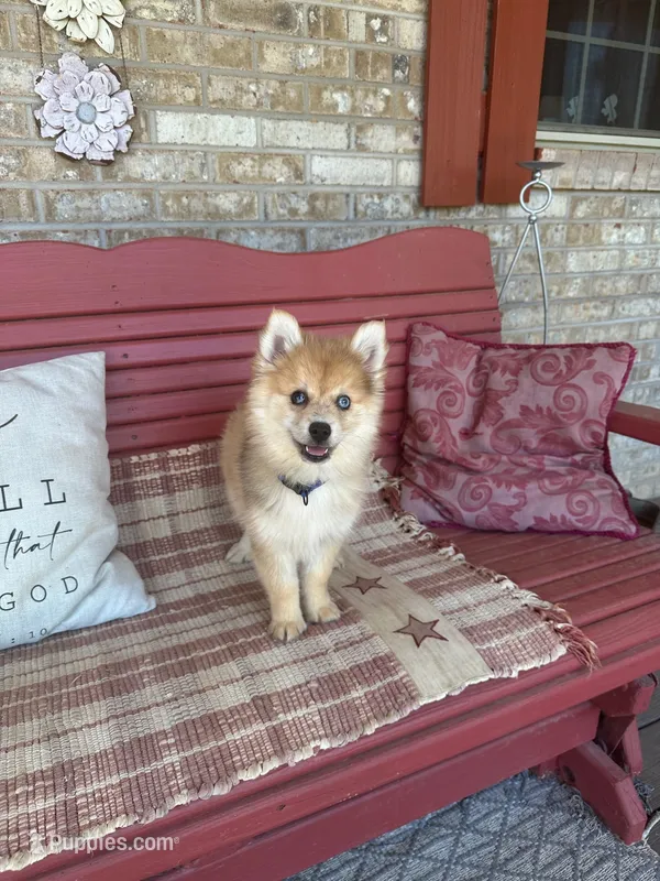 Reese – Pomsky puppy for sale in Bowling Green, KY