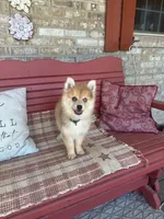 Reese, a male Pomsky for sale in Bowling Green, KY – 5 of 9