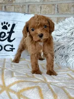 River, a female Cavapoo for sale in Bowling Green, KY – 2 of 8