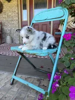 Aspen, a female Pomsky for sale in Bowling Green, KY – 2 of 7