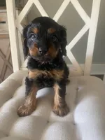 Milo, a male Cavapoo for sale in Bowling Green, KY – 2 of 7