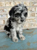 Sierra, a female Bernedoodle for sale in Bowling Green, KY – 3 of 5