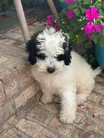 Beau, a male Miniature Bernedoodle for sale in Bowling Green, KY – 8 of 8