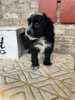 Nova, a female Sheepadoodle and Miniature Bernedoodle for sale in Bowling Green, KY – 4 of 4