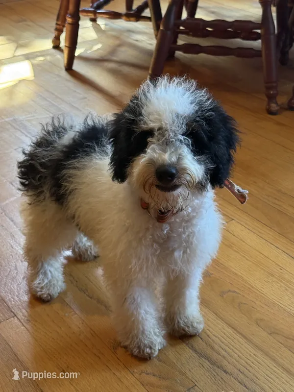 Beau – Miniature Bernedoodle puppy for sale in Bowling Green, KY