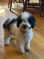 Beau, a male Miniature Bernedoodle for sale in Bowling Green, KY – 2 of 8