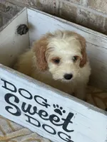 Bailey, a female Miniature Bernedoodle for sale in Bowling Green, KY – 3 of 10