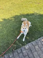 Reese, a male Pomsky for sale in Bowling Green, KY – 5 of 6