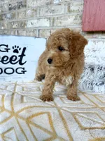 Remi, a male Cavapoo for sale in Bowling Green, KY – 3 of 5