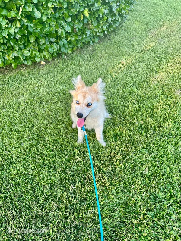 Rocky – Pomsky puppy for sale in Bowling Green, KY