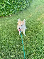 Rocky, a male Pomsky for sale in Bowling Green, KY – 2 of 4