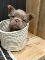 Chewie, a male French Bulldog for sale in Bowling Green, KY – 8 of 10