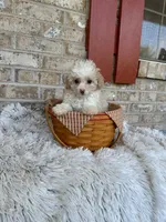 Lex, a male Cavapoo for sale in Bowling Green, KY – 4 of 6
