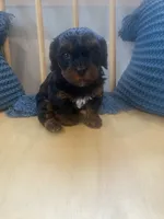 Mika, a female Cavapoo for sale in Bowling Green, KY – 6 of 7