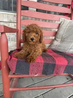 Gus, a male Miniature Labradoodle for sale in Bowling Green, KY – 6 of 6