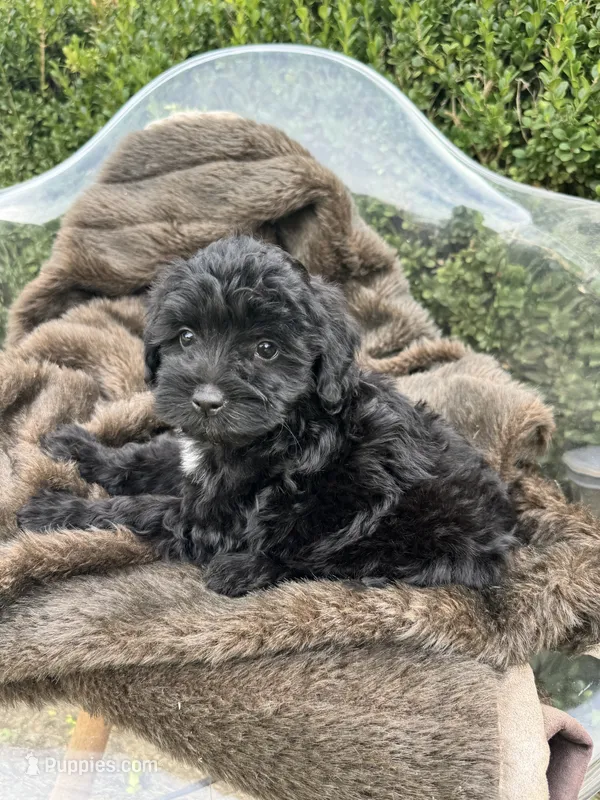 Salem – Sheepadoodle, Miniature Bernedoodle puppy for sale in Bowling Green, KY
