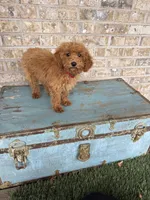 Coco, a female Miniature Labradoodle for sale in Bowling Green, KY – 7 of 8