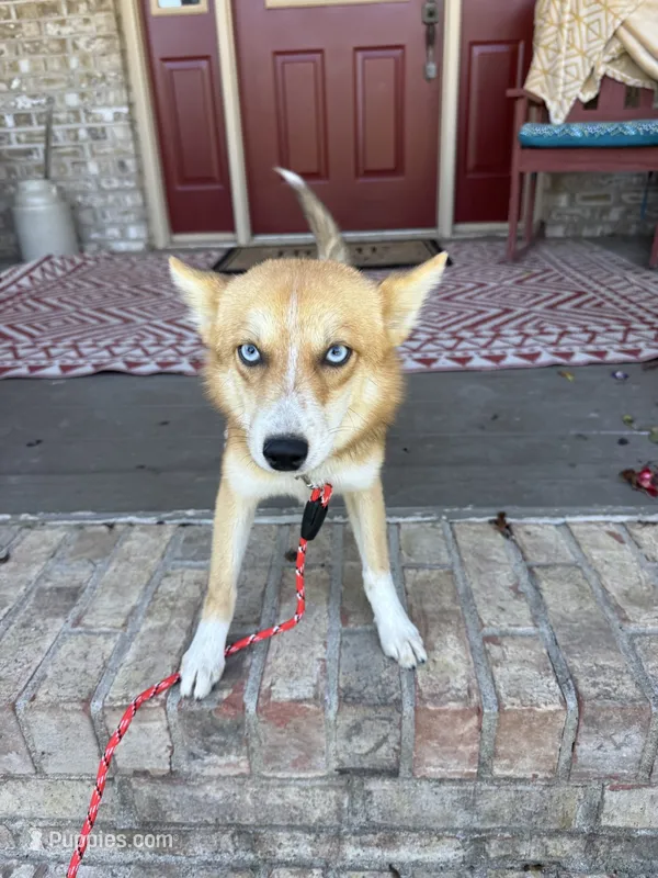 Hugo – Pomsky puppy for sale in Bowling Green, KY