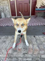 Hugo, a male Pomsky for sale in Bowling Green, KY – 2 of 10