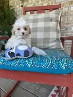 Lex, a male Cavapoo for sale in Bowling Green, KY – 6 of 6