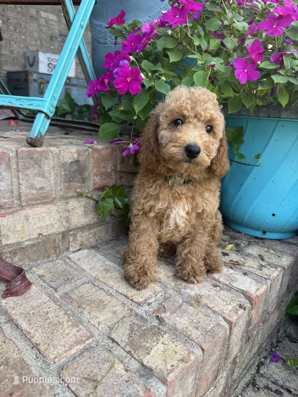 Charlie – Miniature Labradoodle puppy for sale in Bowling Green, KY