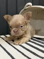 Cinnamon, a female French Bulldog for sale in Bowling Green, KY – 8 of 8