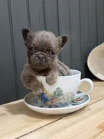 Blackberry, a male French Bulldog for sale in Bowling Green, KY – 1 of 8