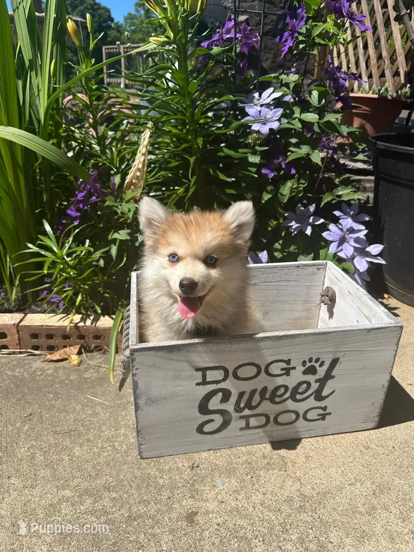Rocky – Pomsky puppy for sale in Bowling Green, KY