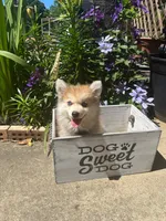 Rocky, a male Pomsky for sale in Bowling Green, KY – 4 of 6