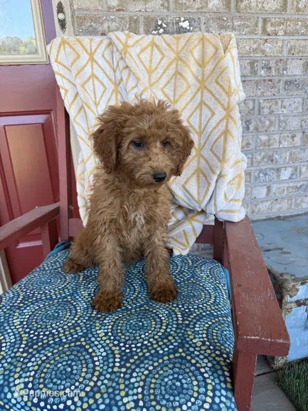 Callie – Miniature Labradoodle puppy for sale in Bowling Green, KY