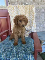 Callie, a female Miniature Labradoodle for sale in Bowling Green, KY – 2 of 5
