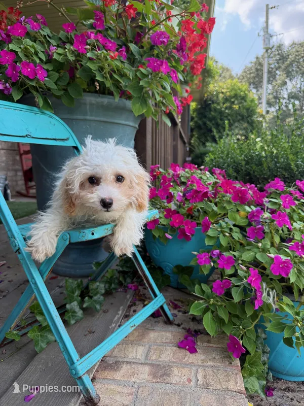 Lex – Cavapoo puppy for sale in Bowling Green, KY