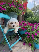 Lex, a male Cavapoo for sale in Bowling Green, KY – 2 of 4