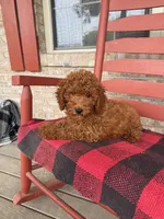 Gus, a male Miniature Labradoodle for sale in Bowling Green, KY – 3 of 6