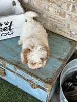 Reese, a female Cavapoo for sale in Bowling Green, KY – 6 of 7