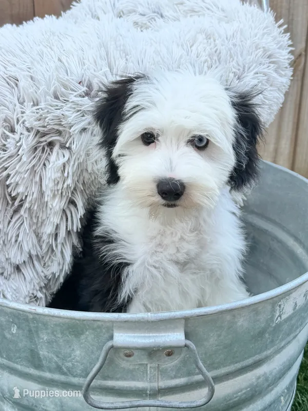 Norris – Sheepadoodle, Miniature Bernedoodle puppy for sale in Bowling Green, KY