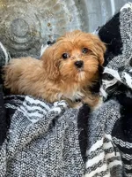 Ava, a female Cavapoo for sale in Bowling Green, KY – 3 of 10