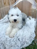 Nitro, a male Sheepadoodle for sale in Bowling Green, KY – 7 of 7