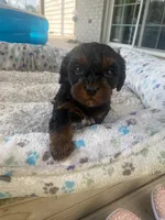 Mika, a female Cavapoo for sale in Bowling Green, KY – 7 of 7