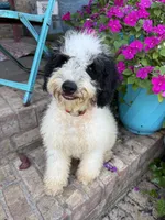 Beau, a male Miniature Bernedoodle for sale in Bowling Green, KY – 5 of 8