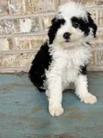 S'mores, a female Sheepadoodle and Miniature Bernedoodle for sale in Bowling Green, KY – 2 of 5