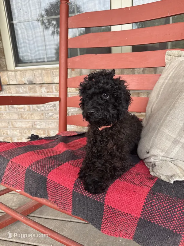 Ethan – Cavapoo puppy for sale in Bowling Green, KY