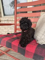 Ethan, a male Cavapoo for sale in Bowling Green, KY – 4 of 7