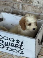 Bailey, a female Miniature Bernedoodle for sale in Bowling Green, KY – 6 of 10