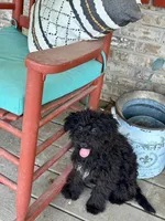 Eliza, a female Cavapoo for sale in Bowling Green, KY – 5 of 5
