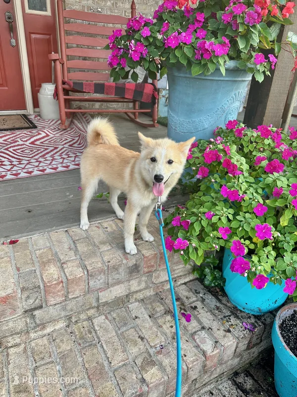 Hunter – Pomsky puppy for sale in Bowling Green, KY