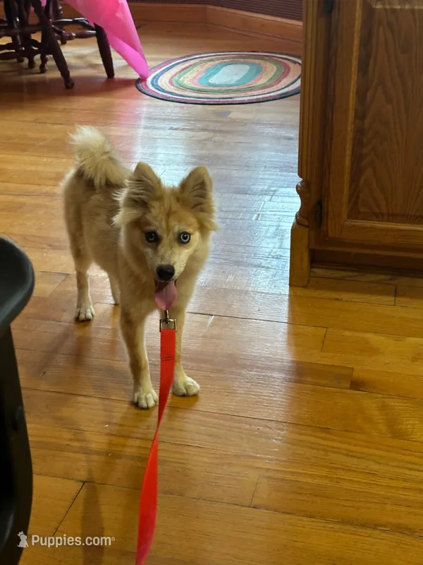 Reese – Pomsky puppy for sale in Bowling Green, KY