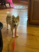 Reese, a male Pomsky for sale in Bowling Green, KY – 1 of 6