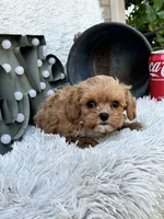 Autumn, a female Cavapoo for sale in Bowling Green, KY – 2 of 6