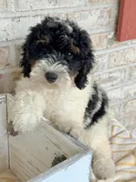 Brody, a male Miniature Bernedoodle for sale in Bowling Green, KY – 6 of 6